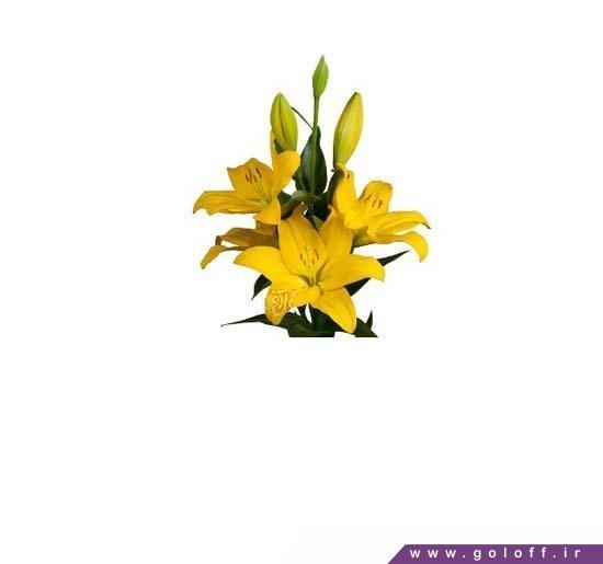 خرید گل اینترنتی - گل لیلیوم اورینتال ناشویل - Lilium Oriental | گل آف